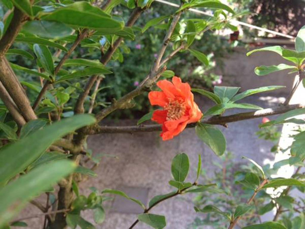 רומא Fiori Al Vaticano68 מראה חיצוני תמונה